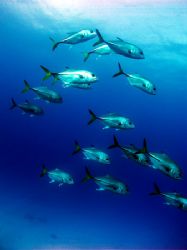 A small school of horse eye jacks passing by the wall at ... by Martin Spragg 